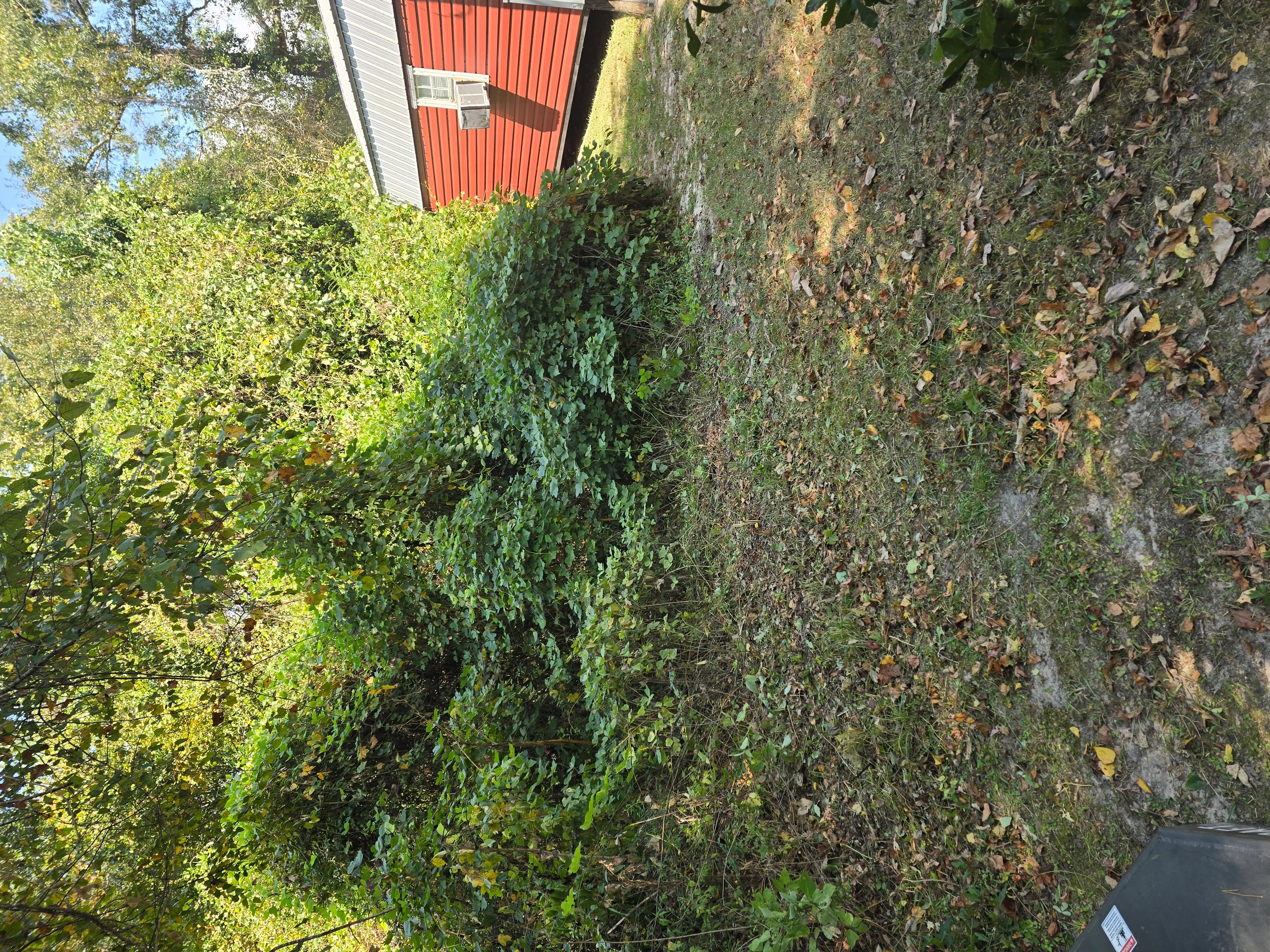 Cleared property with removed ivy and vegetation debris, concrete structure visible