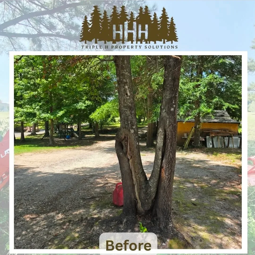 Split trunk tree removal before demolition, mature tree with dual trunks in wooded residential area
