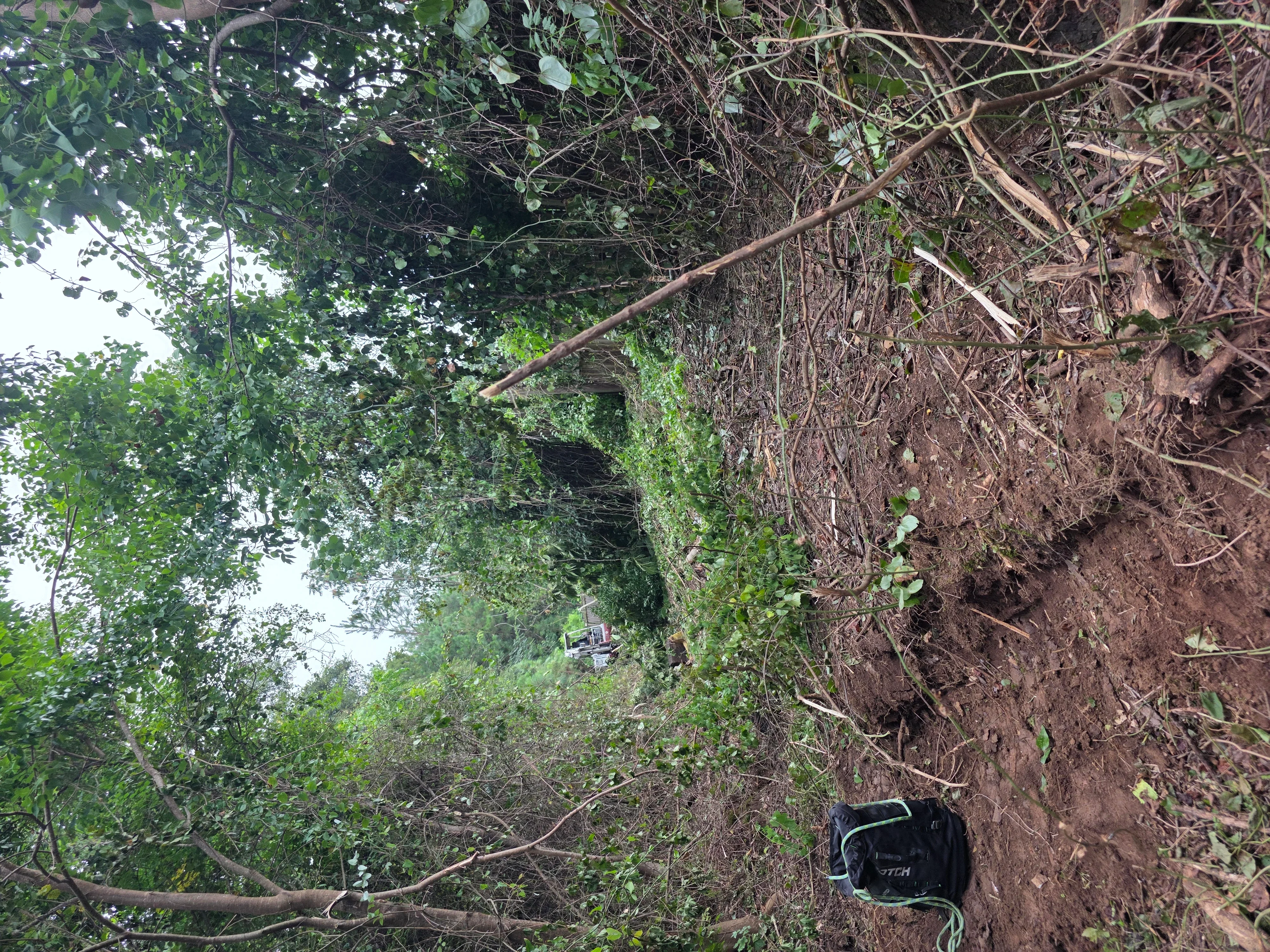 Cleared lot with removed vegetation, dead branches, and exposed soil after debris removal