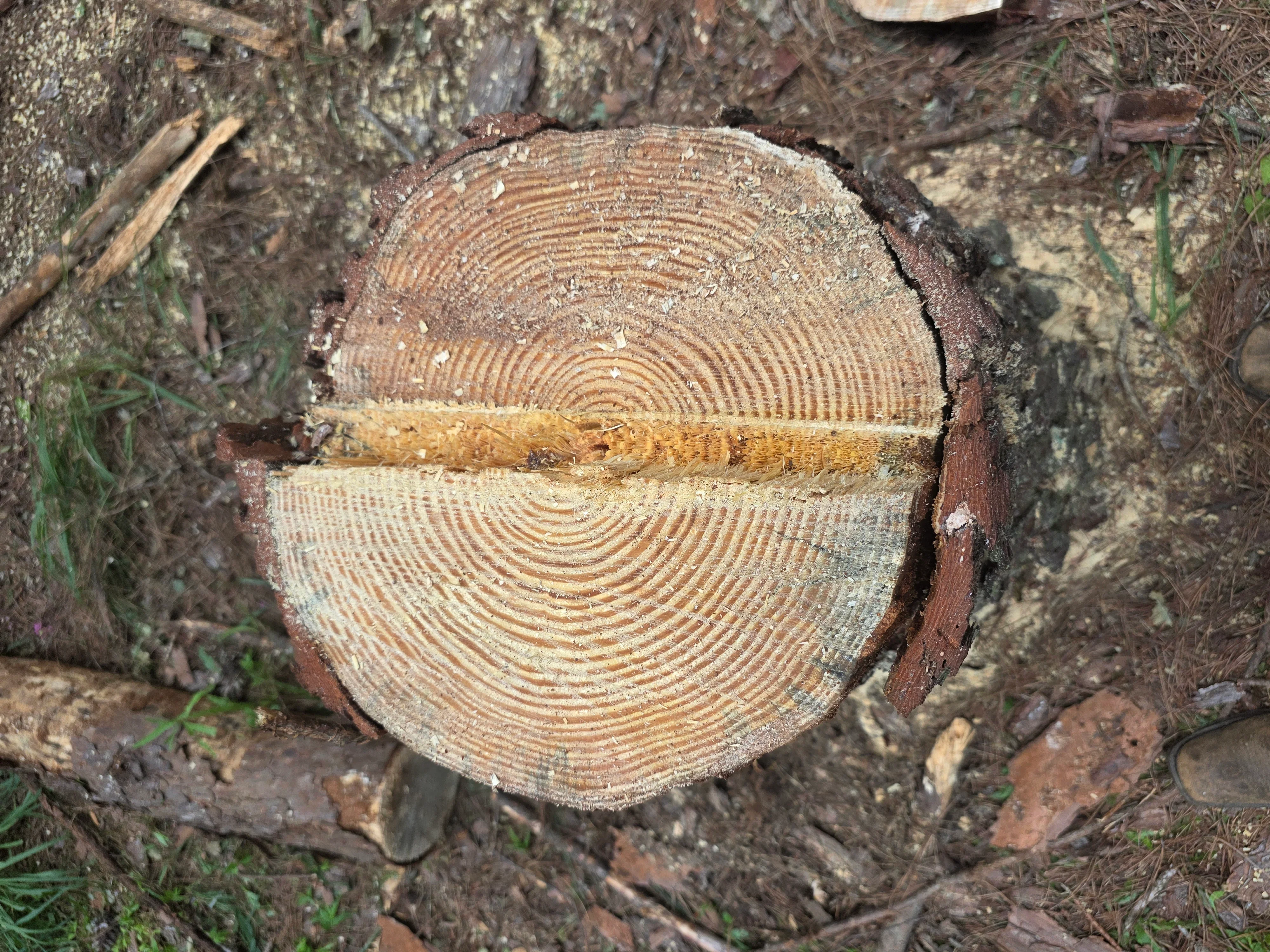 Fresh tree stump cross-section with growth rings visible, surrounded by soil and forest debris