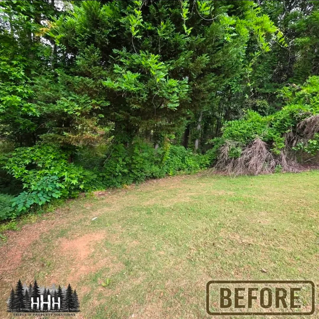 Before clearing: overgrown yard with fallen trees, brush piles, and dense vegetation along tree line