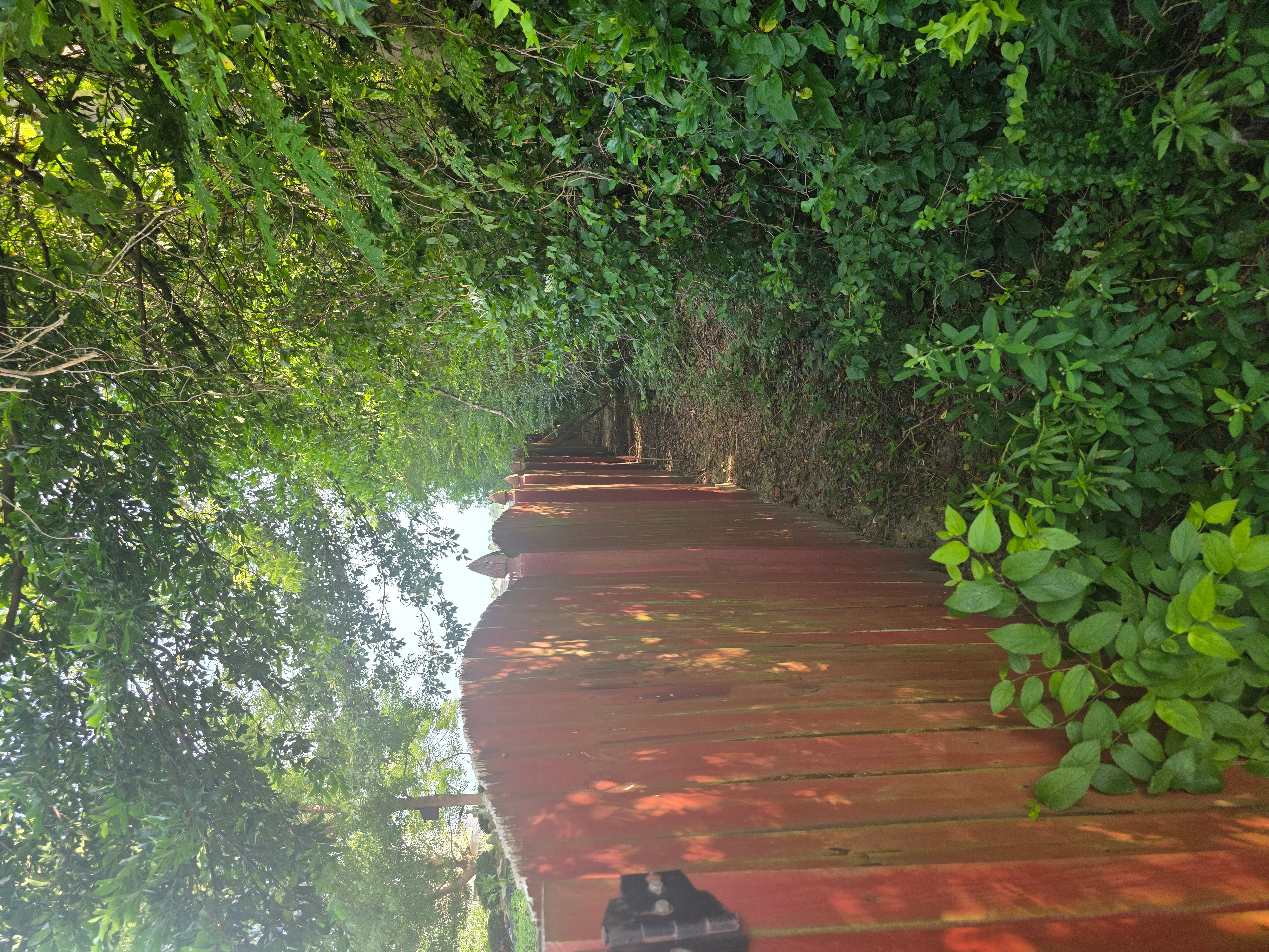 Cleared wooden pathway with dense green vegetation trimmed back on both sides