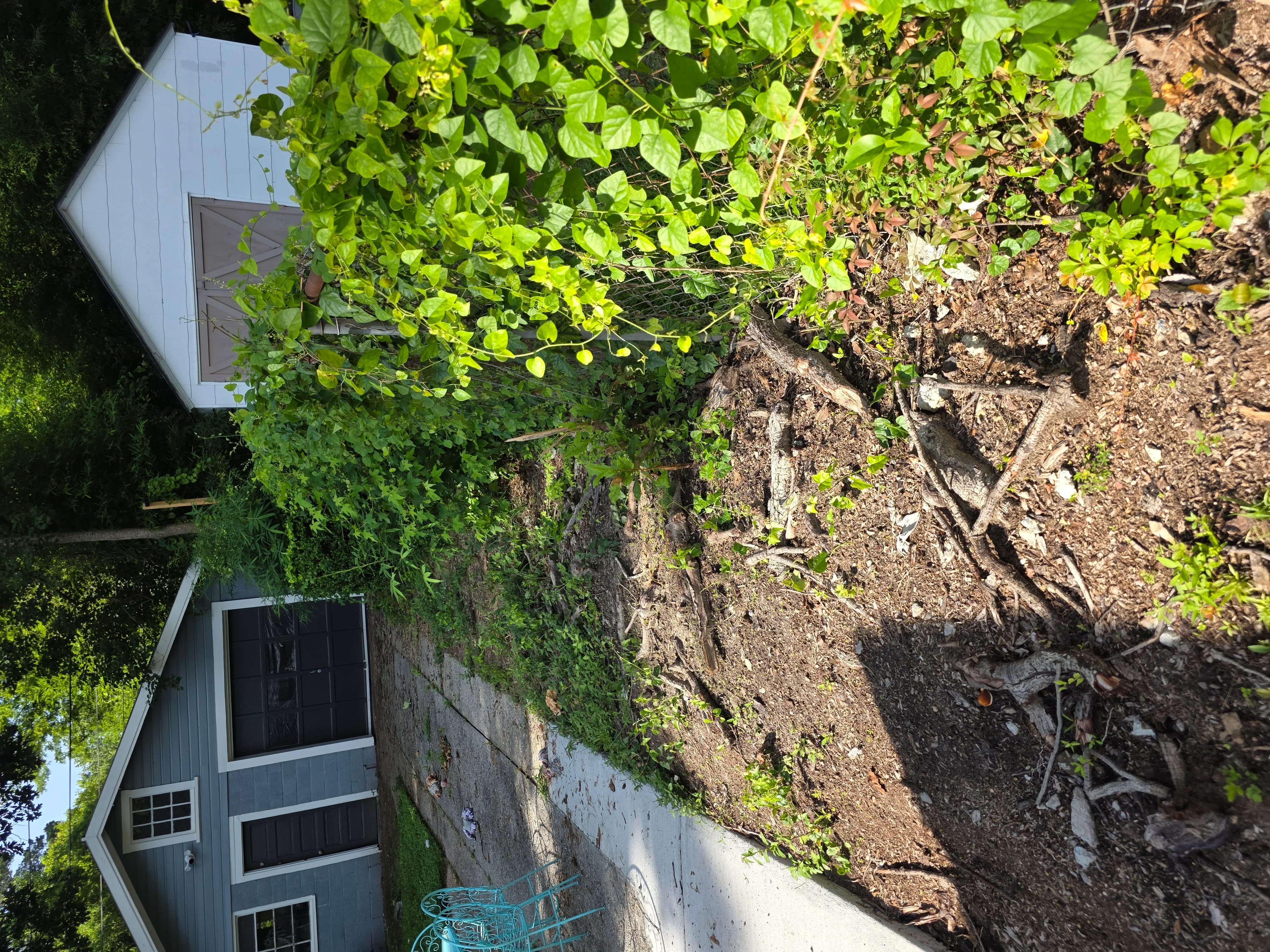 Cleared concrete foundation with removed vegetation and debris, restored property access