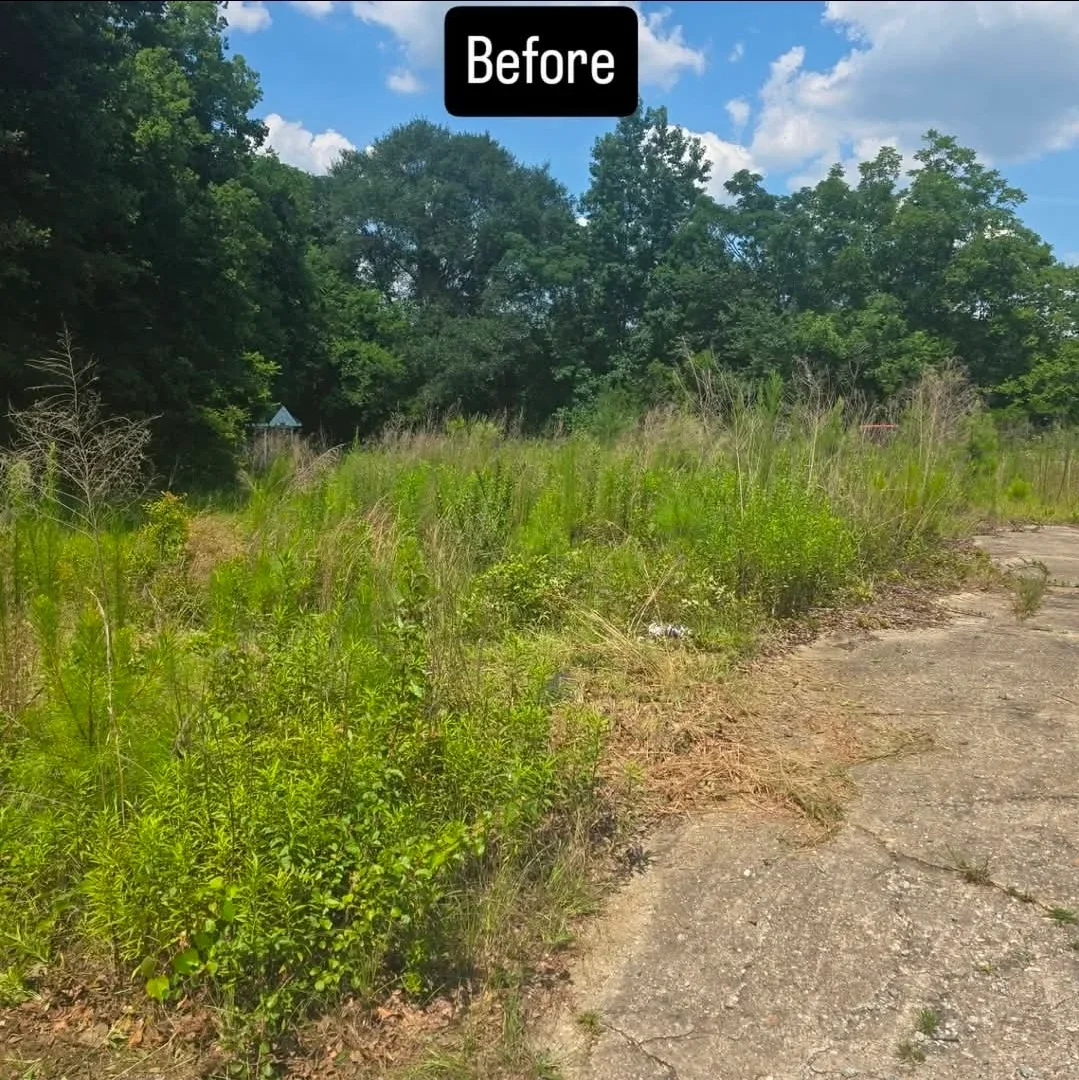 Overgrown lot with dense vegetation, tall grasses, and scattered debris before clearing