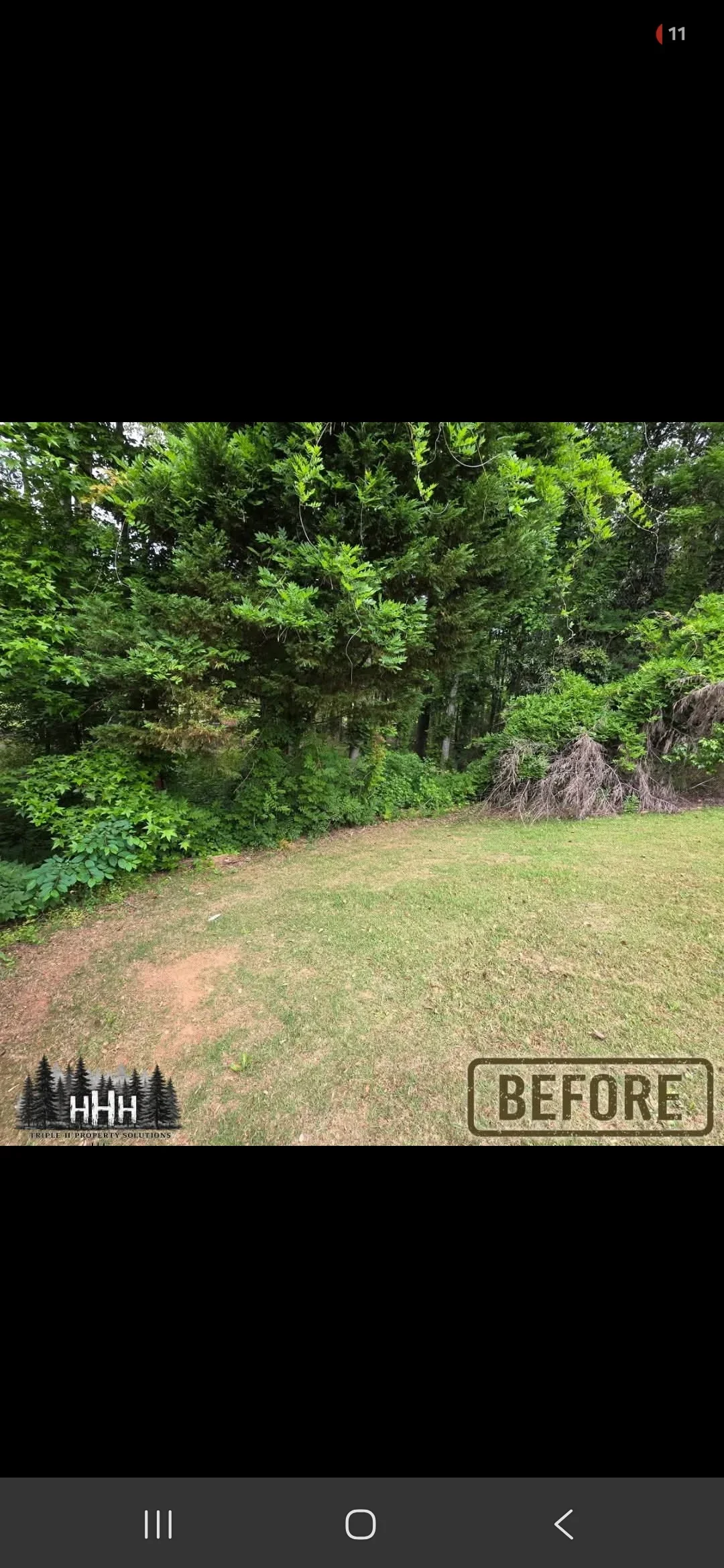 Overgrown yard with dense brush, fallen branches, and debris pile near tree line before clearing