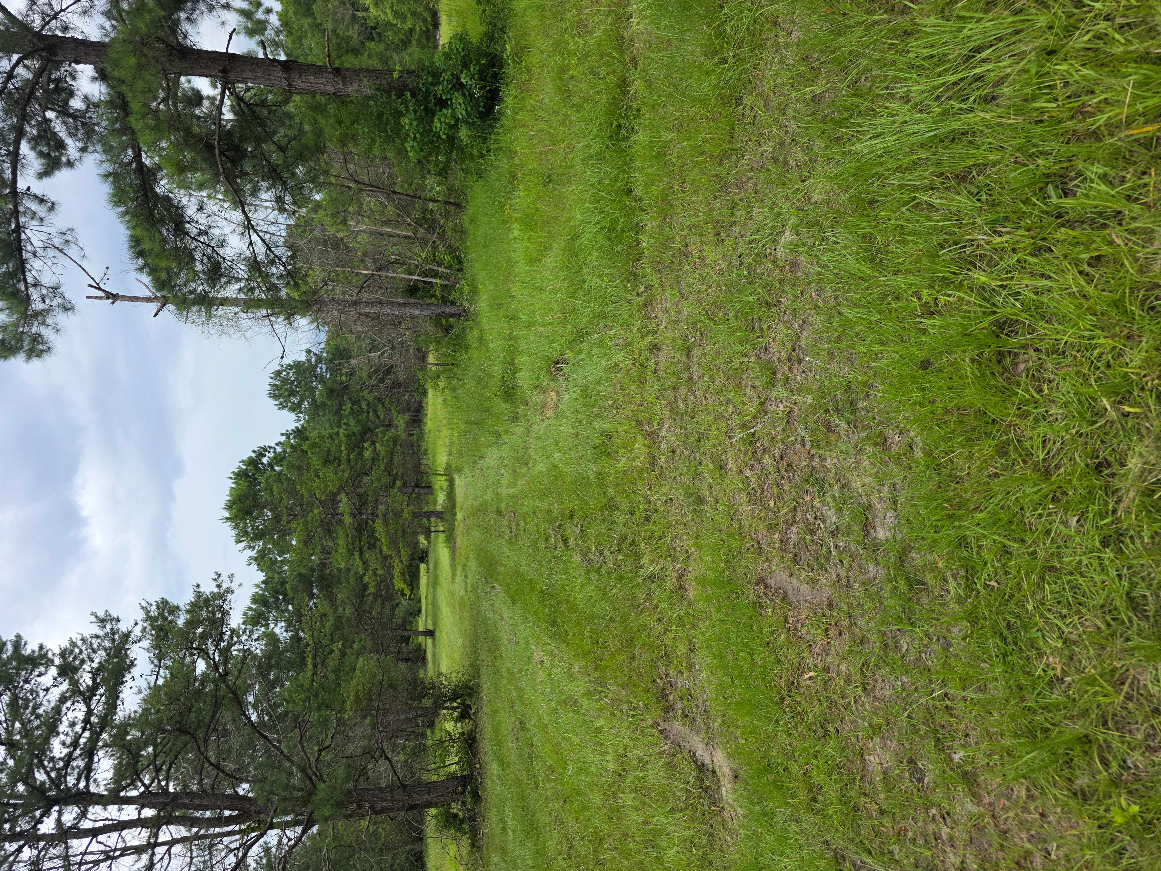 Cleared property with removed trees, exposed soil, and remaining vegetation after land clearing work