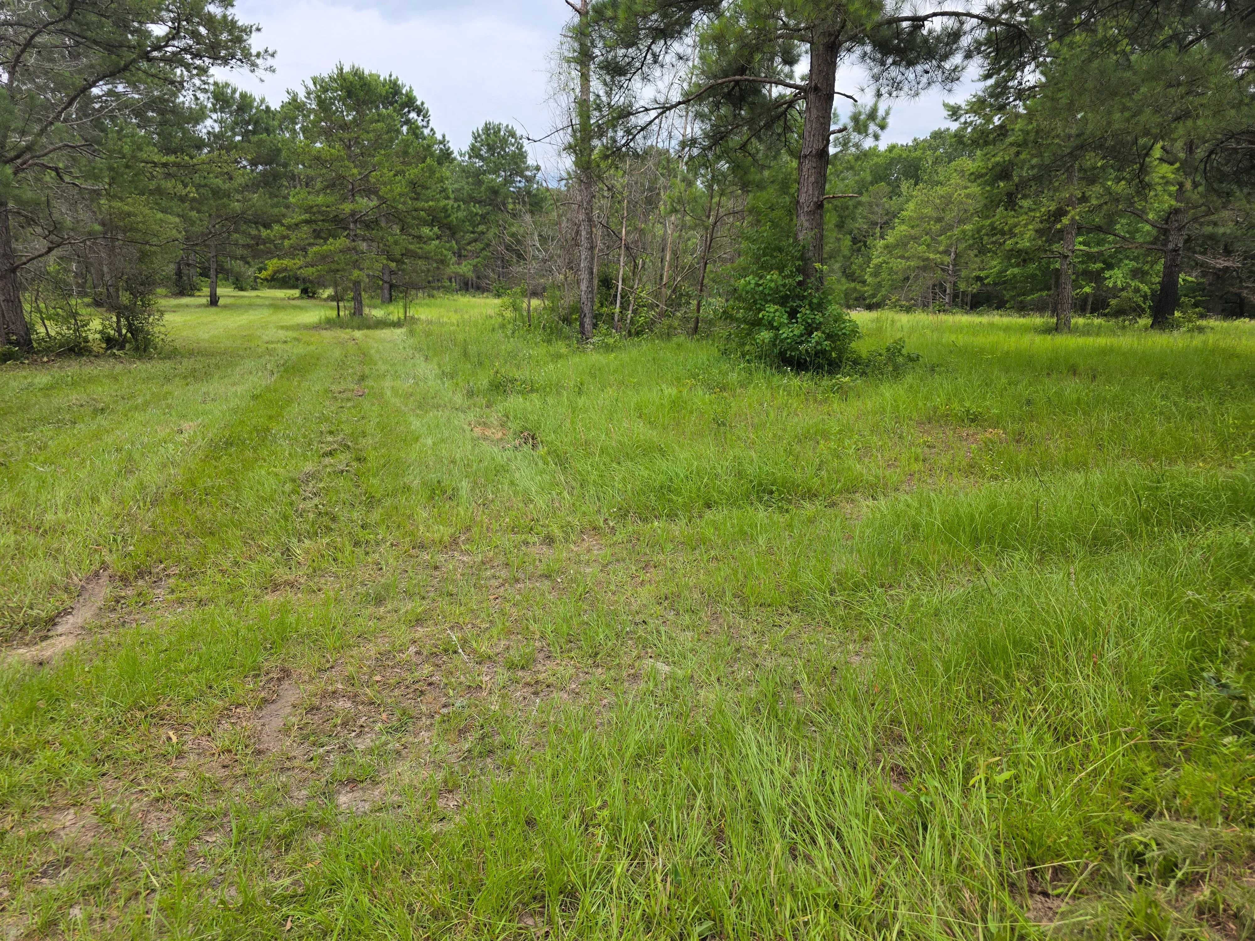 Cleared wooded lot with mature trees and fresh grass growth after land clearing