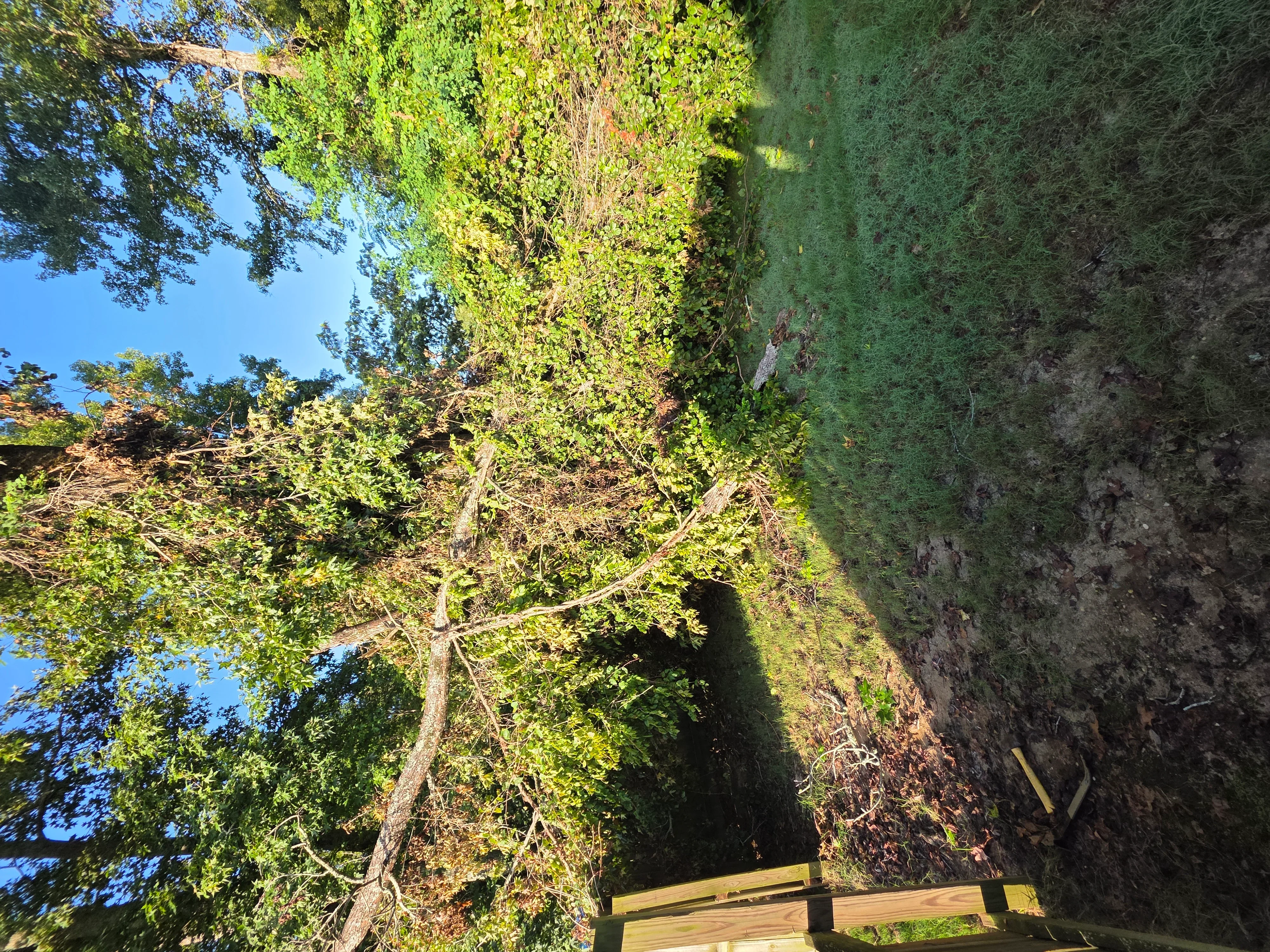 Mature tree with dense green foliage and overgrown vegetation on residential property before clearing