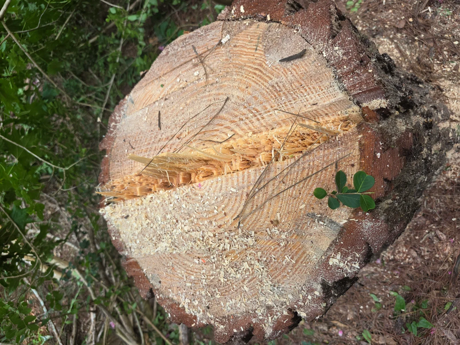 A large water oak tree being sectioned and removed from a residential yard in Columbus, GA, with cut logs stacked on the lawn and a cleared open space where the tree once stood.
